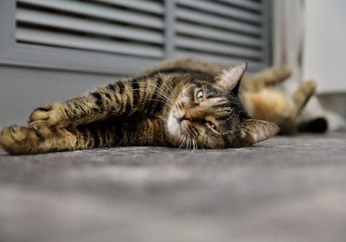 Air Duct Sealing Services for Homes with Pets: What You Need to Know